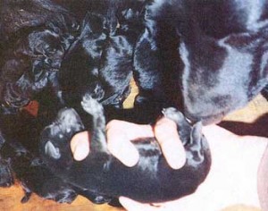 Black lab puppy with mom