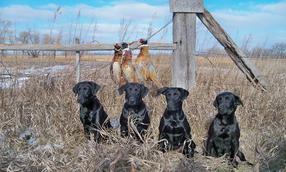 Trained Black Labs