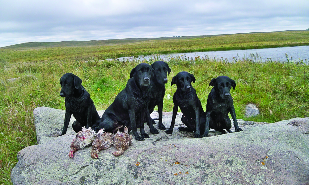 Gun Dogs and Land Trapping